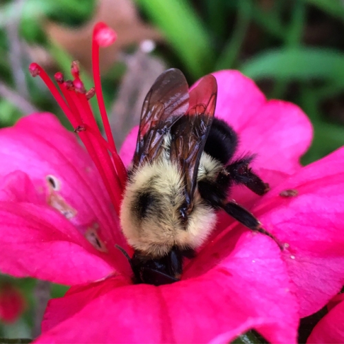 Bumblebee azelea 100dpi_6x6_4c_5532